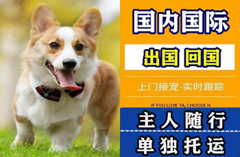 盐城市宠物托运公司盐城市宠物托运公司盐城市宠物托运公司