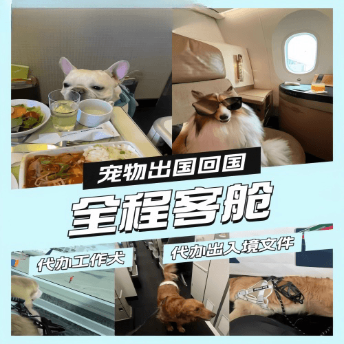 盐城市宠物托运到白俄罗斯宠物入境规定和要求
