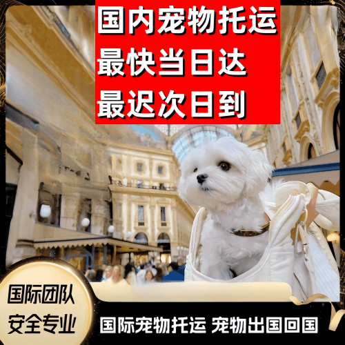 盐城市到澳大利亚（澳洲）宠物入境规定和要求